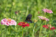 Pipevine Swallowtail On Red Zinnia Flower