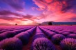 Endless lavender fields under the summer sky.