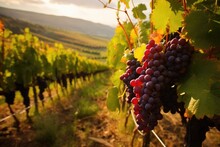 Lush Vineyards During Grape Harvest.
