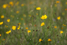 Yellow Wildflowers In The Field