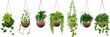Collection of hanging various ivy plants on transparent background