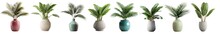 Collection Of Tropical Banana Trees (Musa Spp.) And Coconut Palm Plants In Colorful Or Gray Vases, Isolated On A Transparent Background. PNG Cutout Or Clipping Path.