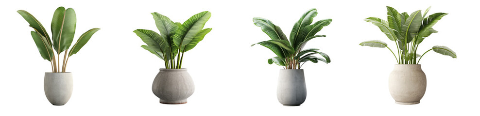 Wall Mural - Collection of tropical banana plants (Musa spp.) in a gray vase, house indoor or interior modern plant, isolated on a transparent background. PNG cutout or clipping path.