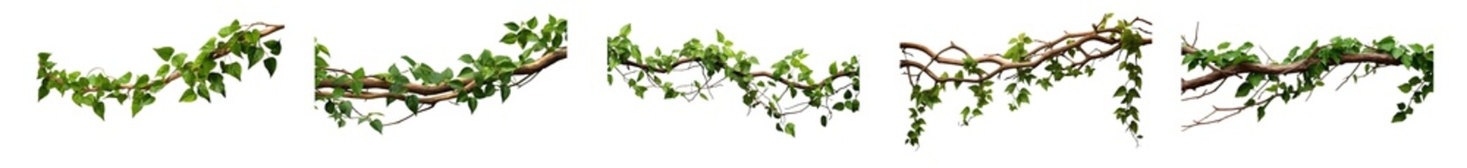 Wall Mural - Collection of tropical vine hanging ivy plant bush or grapes, twisted ivy branches, isolated on a transparent background. PNG cutout or clipping path.


