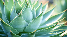 The Soft, Delicate Agave Attenuata Cactus Shows Fluid Shapes And A Single Focused Leaf In A Blurred Natural Backdrop.