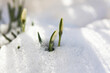 Snowdrop flowers make their way through the snow, the arrival of spring, natural background.