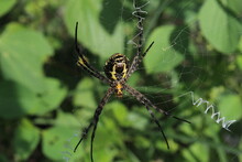 A Rare Black And Yellow Spider On A Web.
