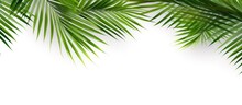 Coconut Palm Leaves On White Background With Clipping Path