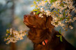Pies z wiosennymi kwiatami na głowie