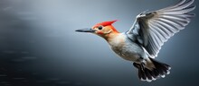 Winter Portrait Of Red Bellied Woodpecker On Gray Background
