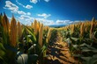 Agricultural field of young corn with blue sky and sun. Agriculture concept with a copy space.