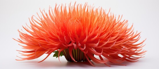 Sticker - Close up of Cock Comb Flower on white backdrop