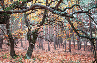 Wall Mural - Autumn forest