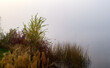 Morning Fog on the Lake