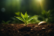 © bugrakaan - plant in the ground with green natural blurred background
