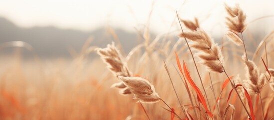 Wall Mural - Plants in the field dry as autumn colors change