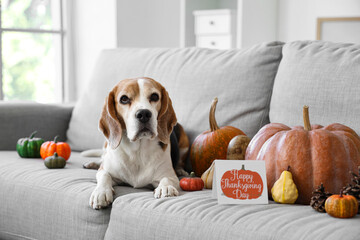 Poster - Cute Beagle dog with pumpkins and card for Thanksgiving Day on sofa at home