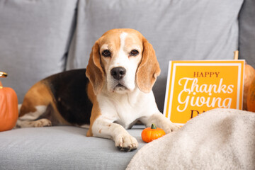 Poster - Cute Beagle dog with pumpkins and card for Thanksgiving Day on sofa at home