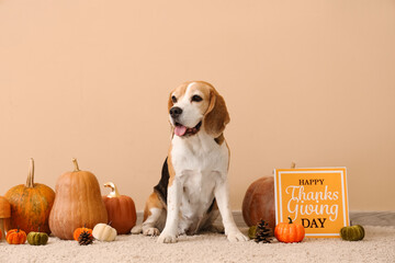 Poster - Cute Beagle dog with pumpkins and card for Thanksgiving Day near beige wall