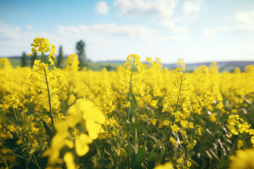 Poster - A beautiful field of yellow flowers under a clear blue sky. Perfect for nature lovers and springtime themes