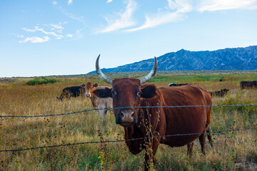 Wall Mural - Cows, one with long horns, looking at the camera in the eastern sierra nevada mountains in Lone Pine, California