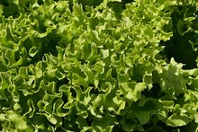 Texture Of Curly Cultivar Of Lettuce, Latin Name Lactuca Sativa, Viewed From Top, Sunlit By Spring Daylight Sunshine. 
