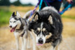 husky dog - vaccinations - Dogs on a leash - obligatory