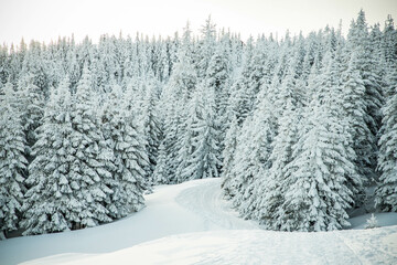 Wall Mural - amazing winter landscape with snowy fir trees in the mountains