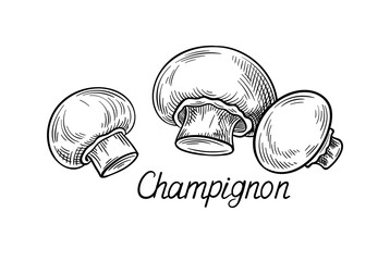 Aufkleber - Hand drawn mushroom concept. Minimalistic sketch of champignon. Natural and organic product. Graphic element for website. Linear flat vector illustration isolated on white background