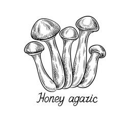 Aufkleber - Hand drawn mushroom concept. Minimalistic sketch of honey agaric. Natural and organic product. Botany infographics. Poster or banner. Linear flat vector illustration isolated on white background
