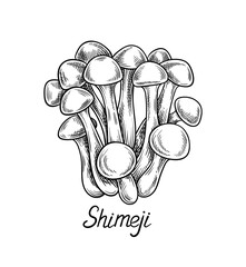 Aufkleber - Hand drawn mushroom concept. Minimalistic sketch of shimeji. Natural and organic product. Fresh eating doodle hand drawn. Linear flat vector illustration isolated on white background