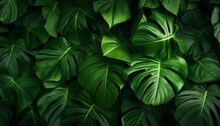 Tropical Leaves Background Top View, Closeup Nature View Of Green Leaves Background. Generative AI