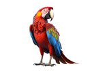 Fototapeta Zwierzęta - side view full body of scarlet red macaw bird standing isolated on a transparent background. Generative AI