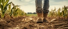 Rubber Boot Clad Farmer In A Corn Maize Field