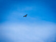 Red-tailed hawk with large wingspan soaring through the blue sky