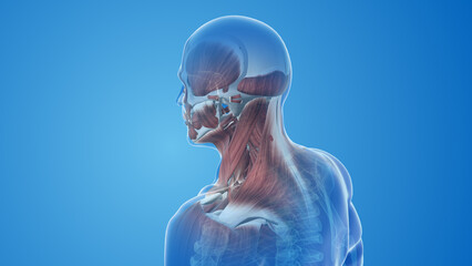 Wall Mural - Sternocleidomastoid Muscles pain and injury