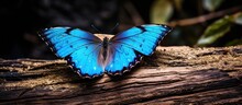 Global Deforestation Causes Animals To Lose Habitats Posing An Ecological Problem As Shown By A Bright Blue Tropical Morpho Butterfly On A Barren Tree Stump