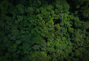 Wall Mural - aerial top view of green trees in forest. drone view of dense green tree captures co2. green tree na