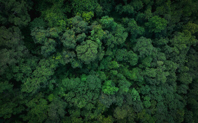  Aerial top view of green trees in forest. Drone view of dense green tree captures CO2. Green tree nature background for carbon neutrality and net zero emissions concept. Sustainable green environment.