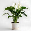 peace lily in a pot
