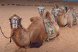 The camels brigade resting in the gobi desert of Inner Mongolia, China
