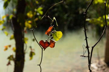 Wall Mural - nature and its magic