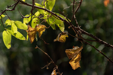 Wall Mural - old and new leaves on tree