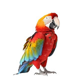 Fototapeta Zwierzęta - front view, Close up of a red, blue Macaw isolated on transparent back ground, facing to camera. 
