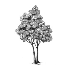 Beautiful Stock Illustration With Hand Drawn Forest Tree.