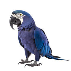 side view, blue hyacinth macaw stands against on transparent background.  