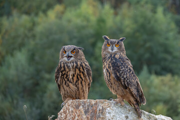 Wall Mural - the great eagle owl (bubo bubo) is a large species of owl in the strigidae family. it is the largest
