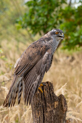 Wall Mural - peregrine falcon (falco peregrinus) perched on branch in front of pine trees-shallow depth of field