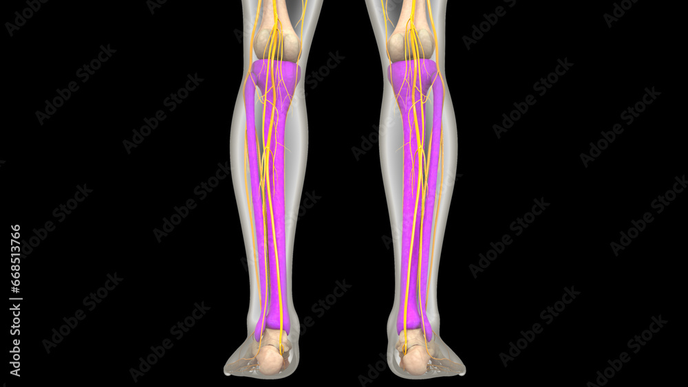 Human Skeleton System Tibia and Fibula Bone Joints Anatomy Stock ...