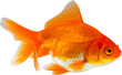 canvas print picture - Oranda goldfish isolated on white background close up